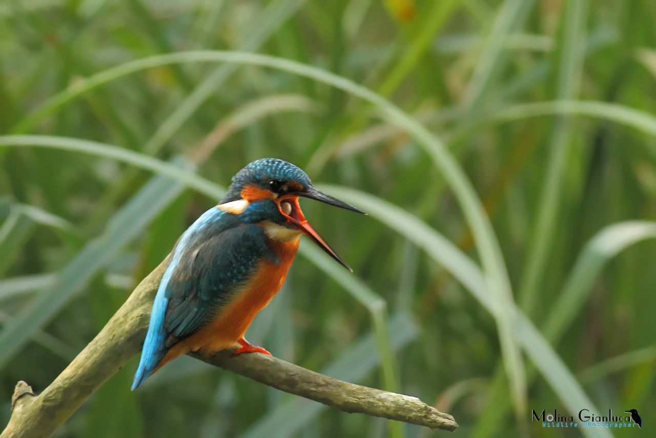 Il Martin Pescatore della Palude Brabbia